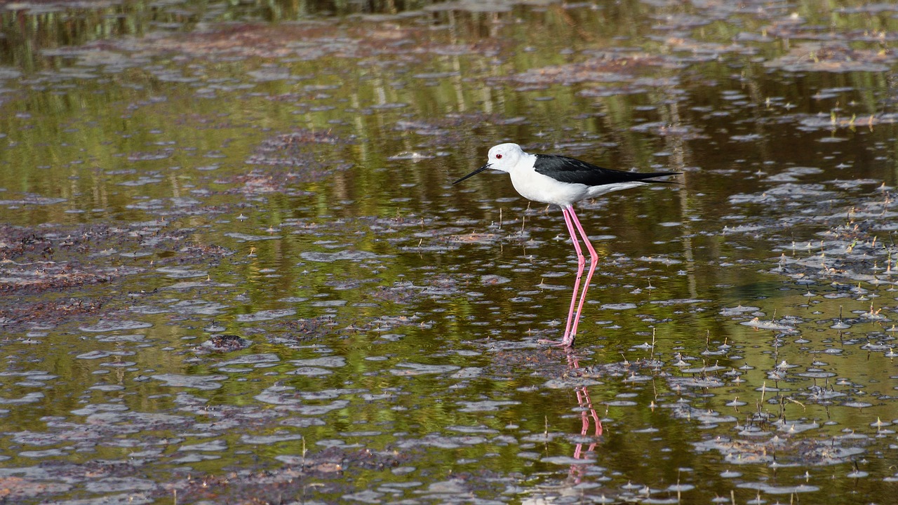 Image - black winged stilt wader bird marsh