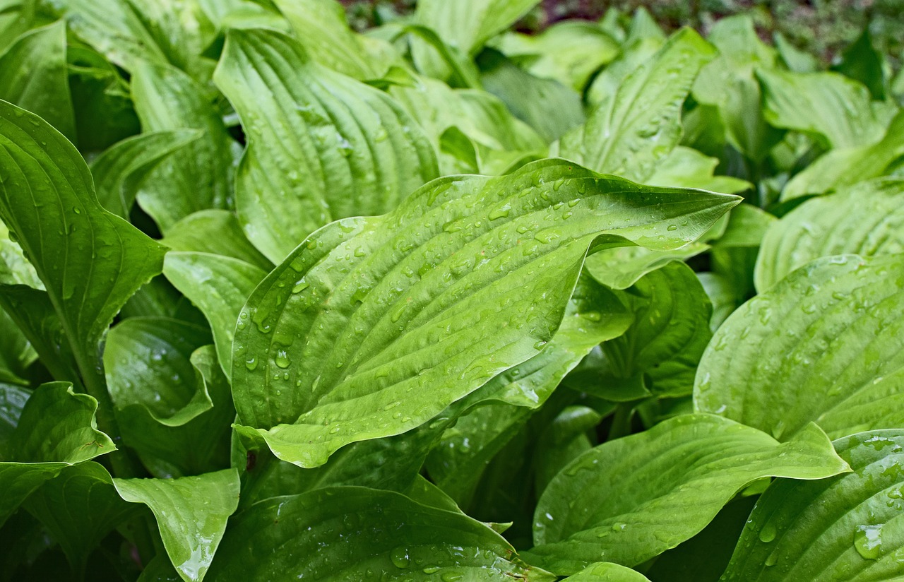 Image - rain wet plantain lily leaves hosta