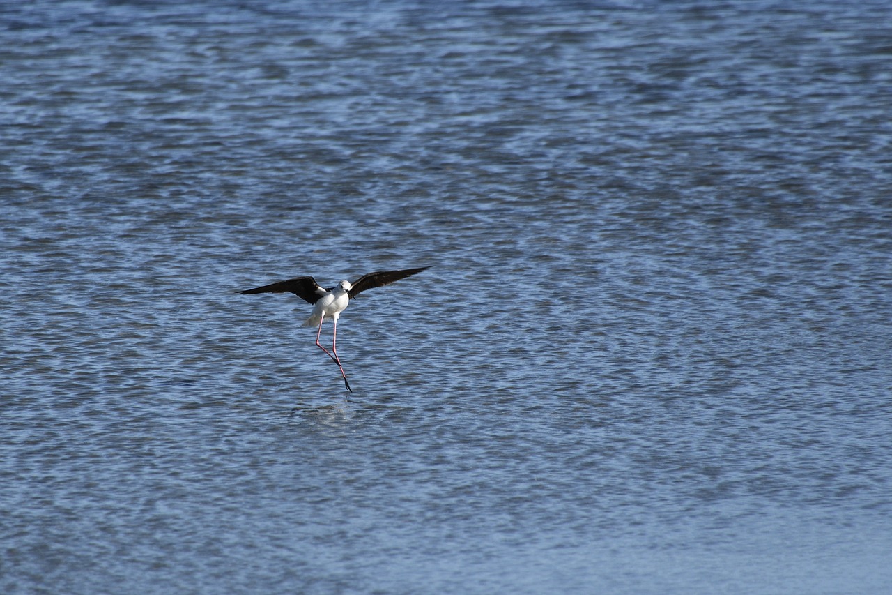 Image - black winged stilt wader bird marsh