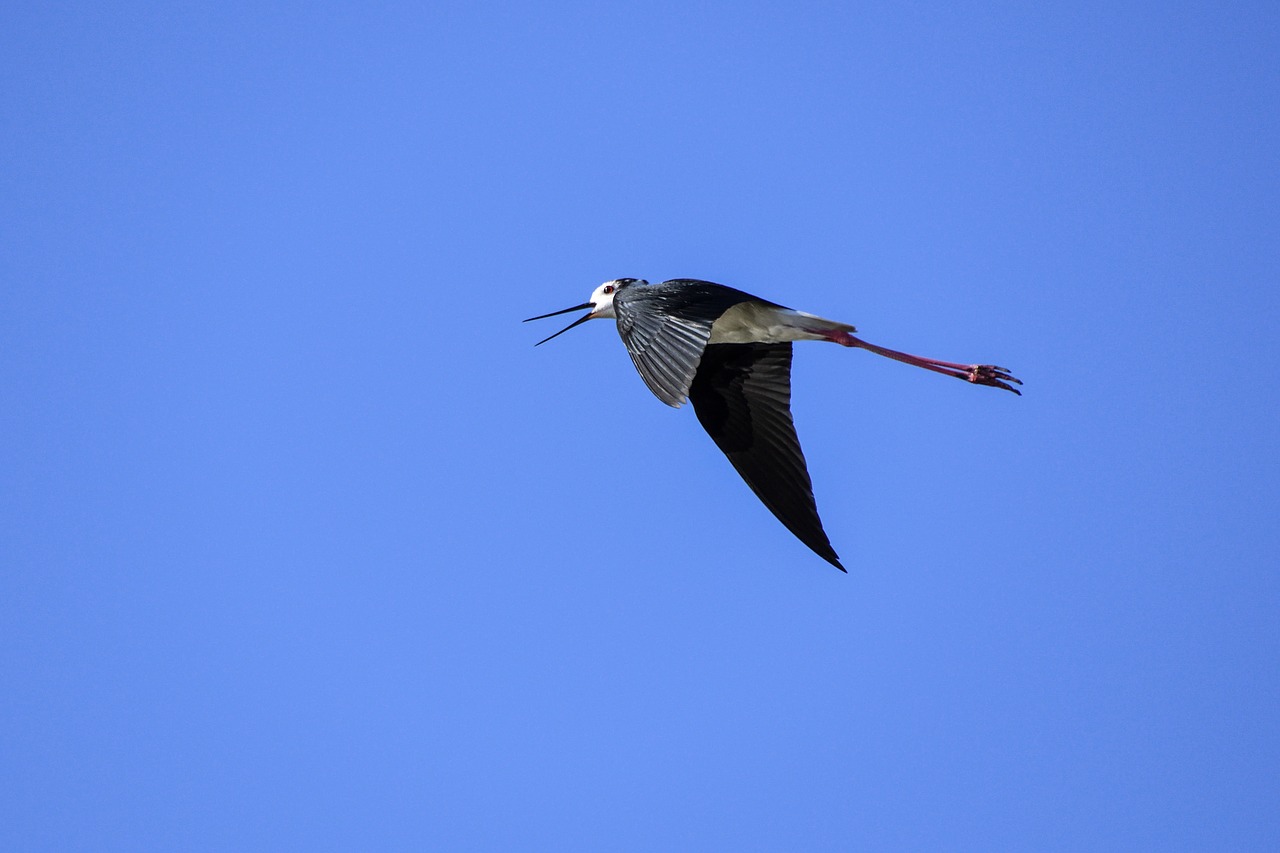 Image - black winged stilt flight bird