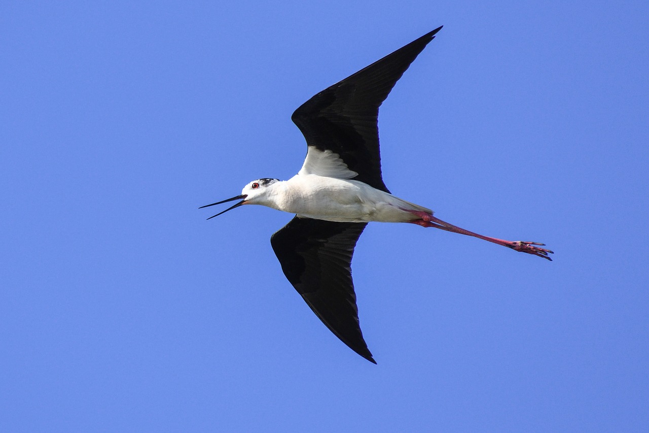 Image - black winged stilt flight bird