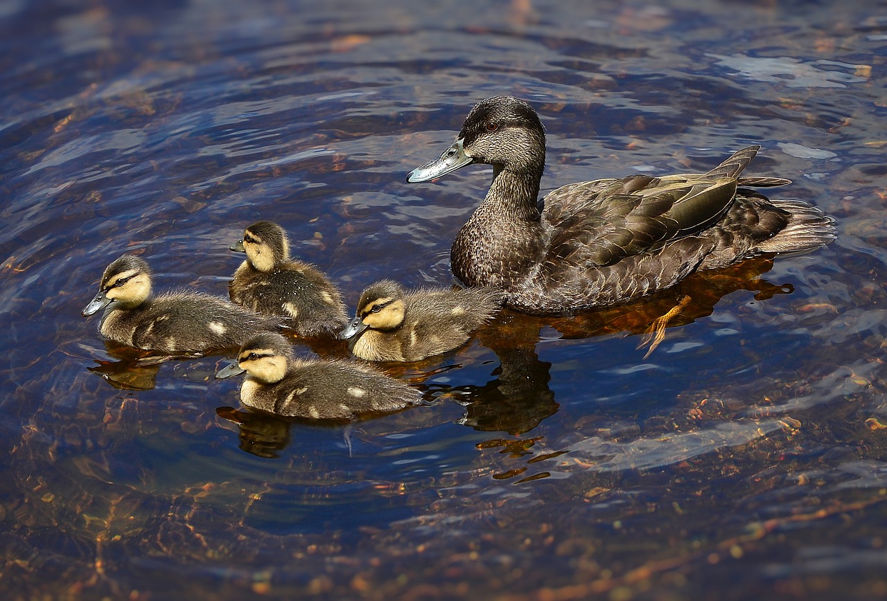 Image - black ducks ducklings nature birds