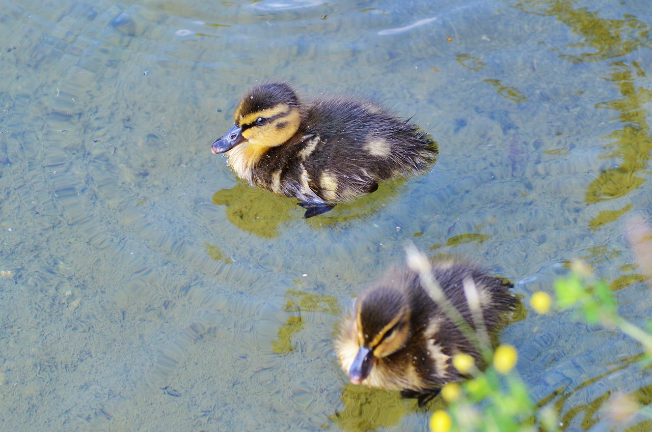 Image - chicks ducklings duck water bird