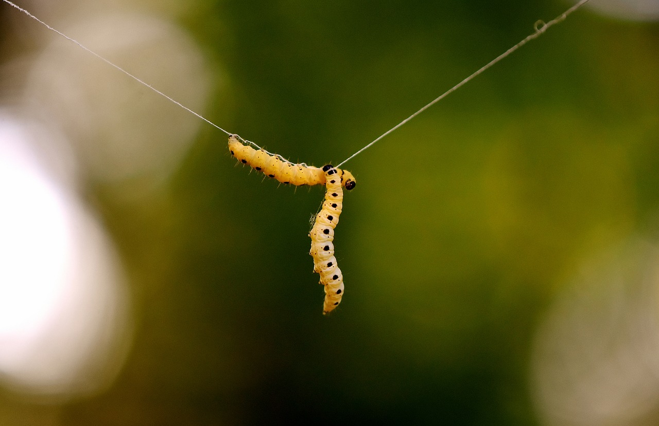 Image - larva wax moth galleriinae