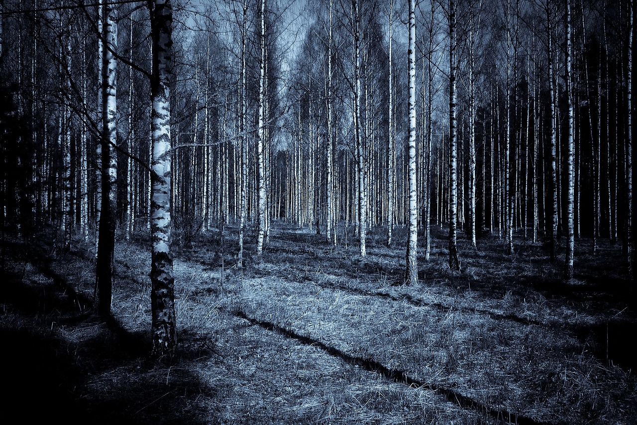 Image - forest night dark shadows sky