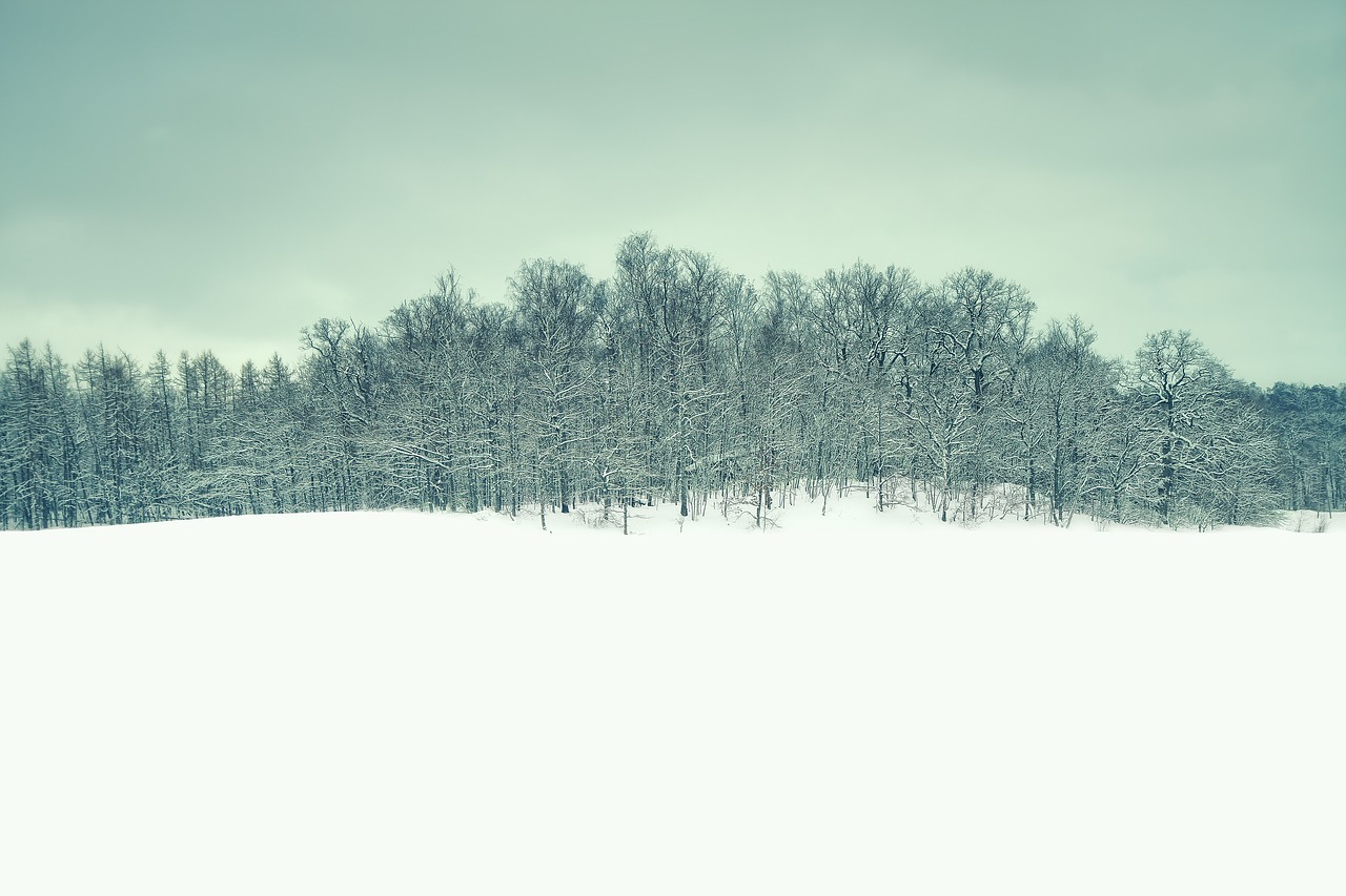 Image - winter landscape forest snow