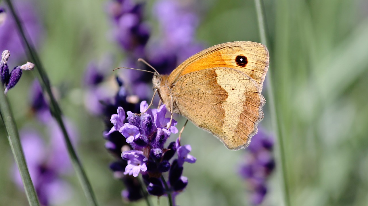 Image - lycaon butterfly satyrinae