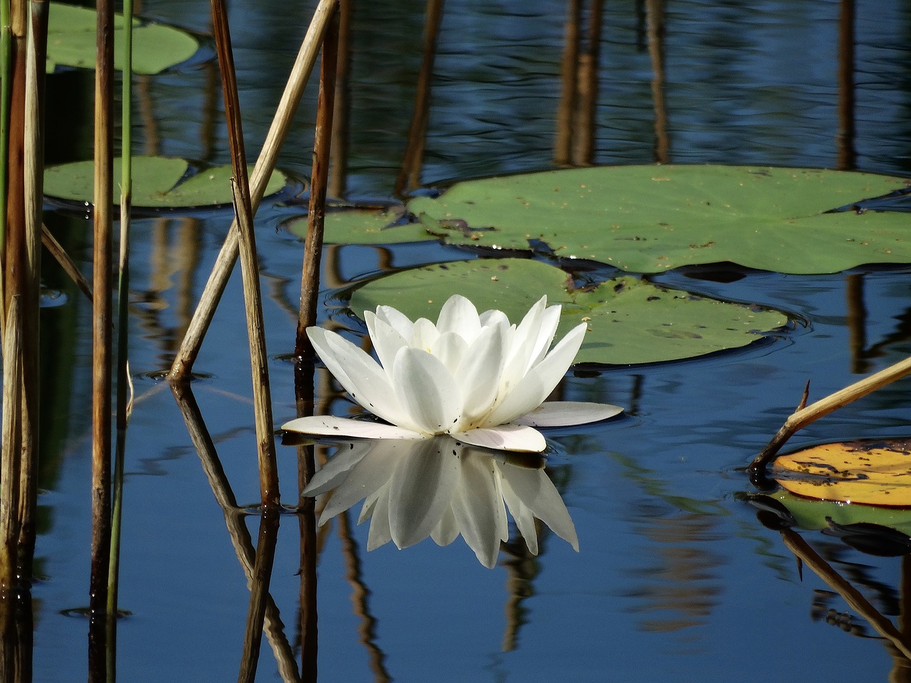 Image - water lily lake pond water reed