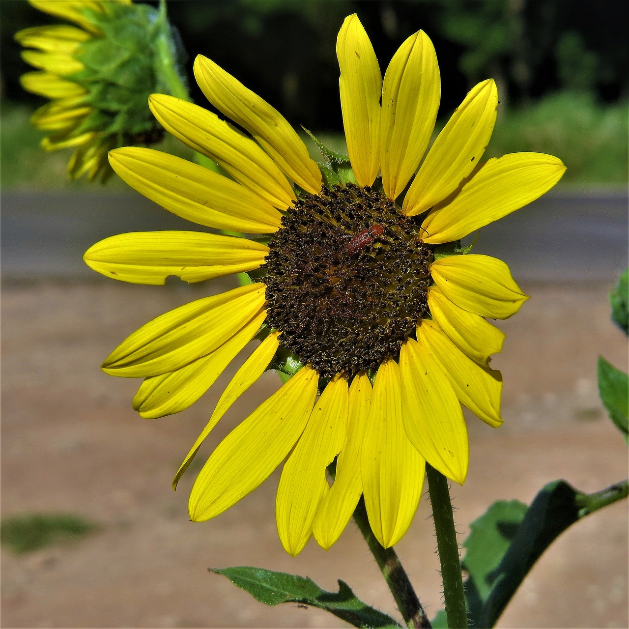 Image - sunflower yellow wild hiking