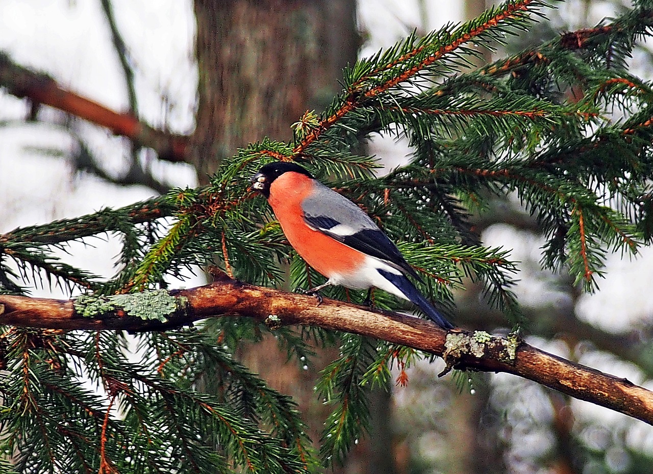 Image - bird red bullfinch winter forest