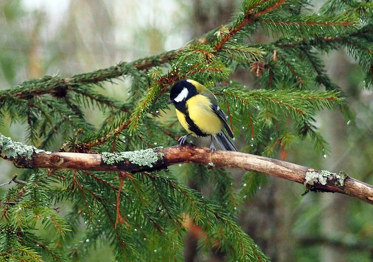 Image - bird great tit yellow winter