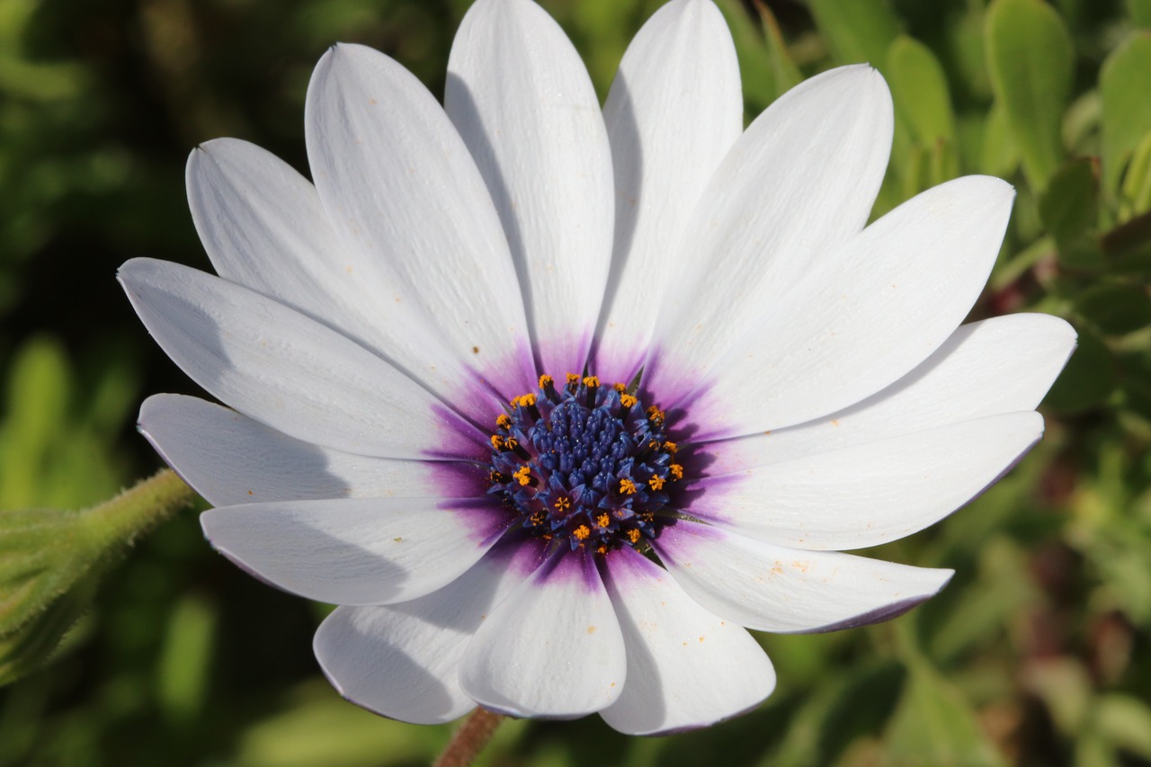 Image - white pink flower plant nature