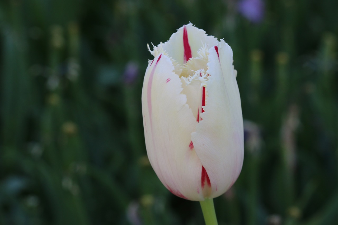 Image - tulips white pink yellow flower