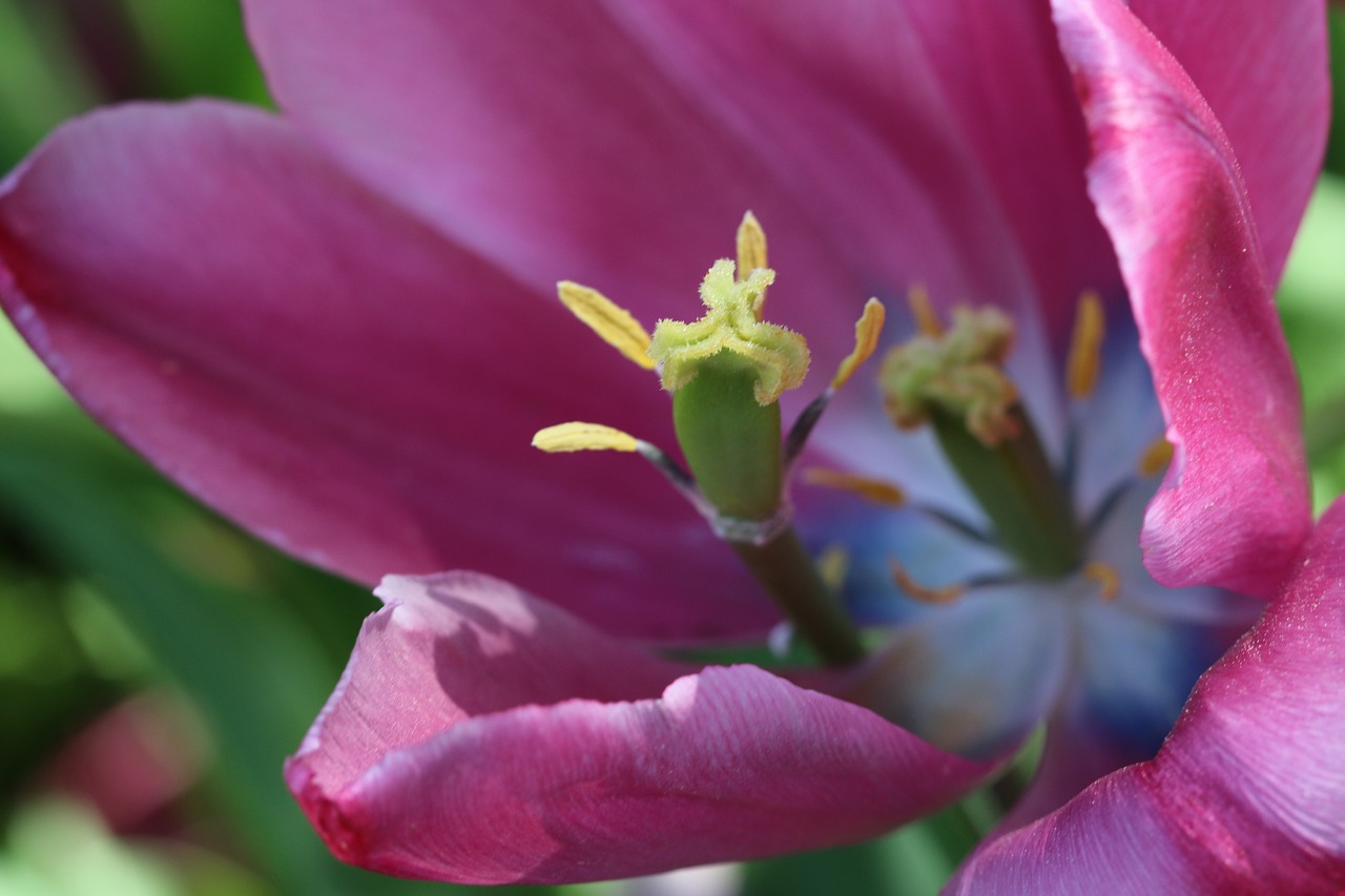 Image - tulips white pink yellow flower