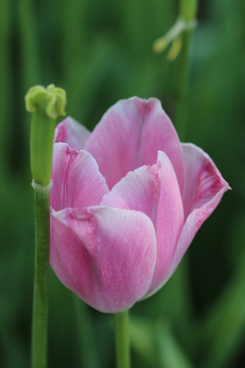 Image - tulips white pink yellow flower