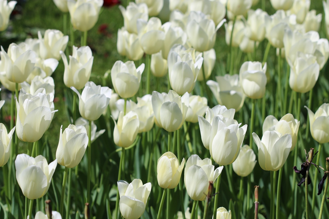 Image - tulips white pink yellow flower