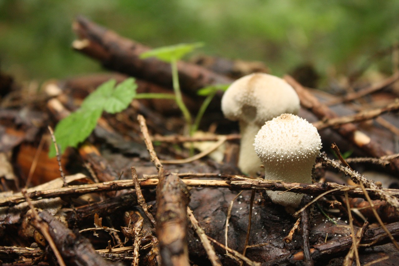 Image - mushroom fungi white ground forest