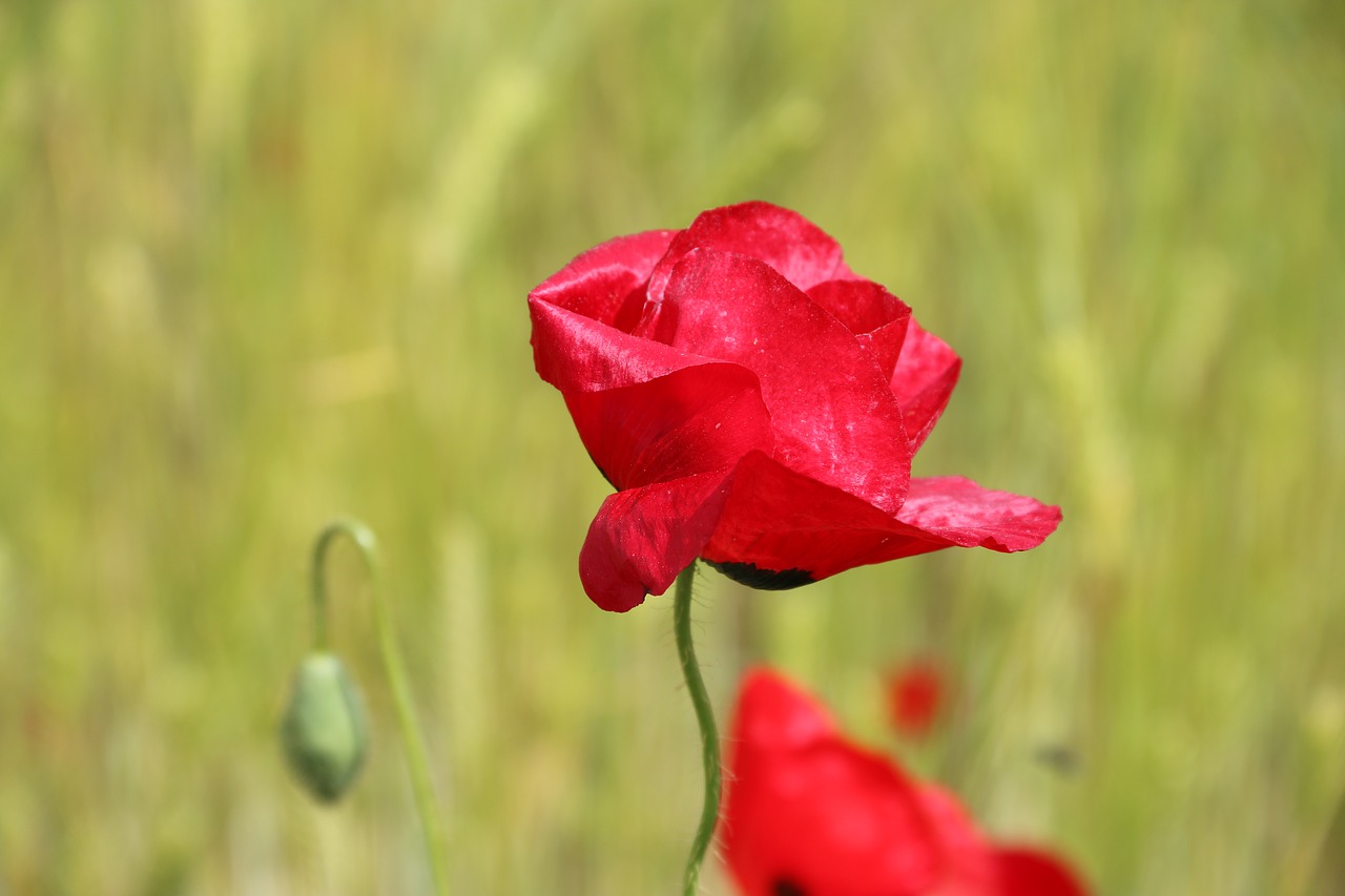 Image - papaver rhoeas flower plant nature