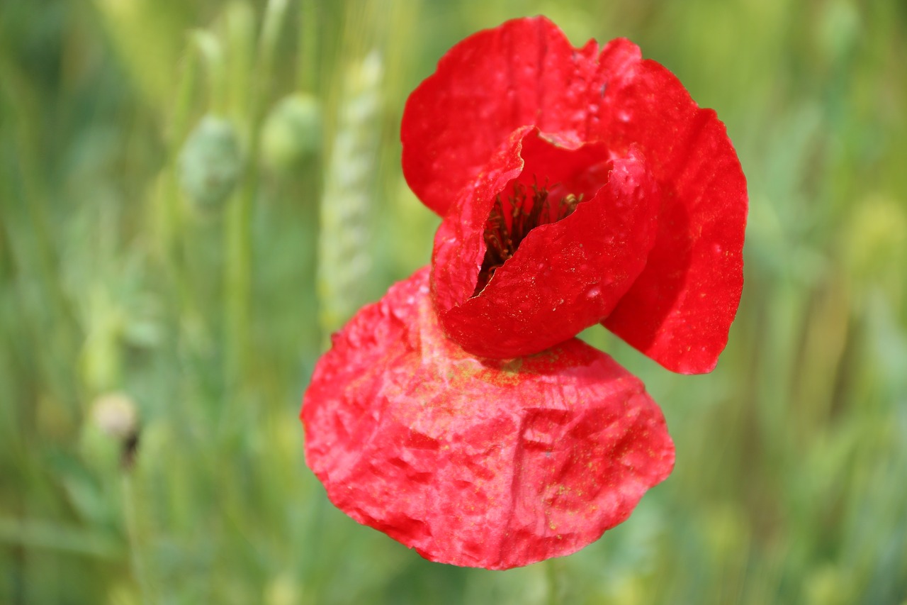 Image - papaver rhoeas flower plant nature