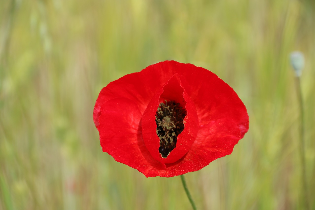 Image - papaver rhoeas flower plant nature