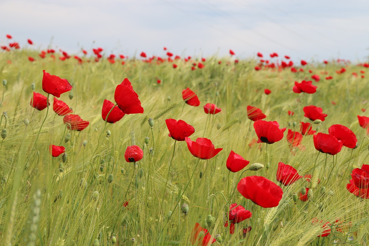 Image - papaver rhoeas flower plant nature