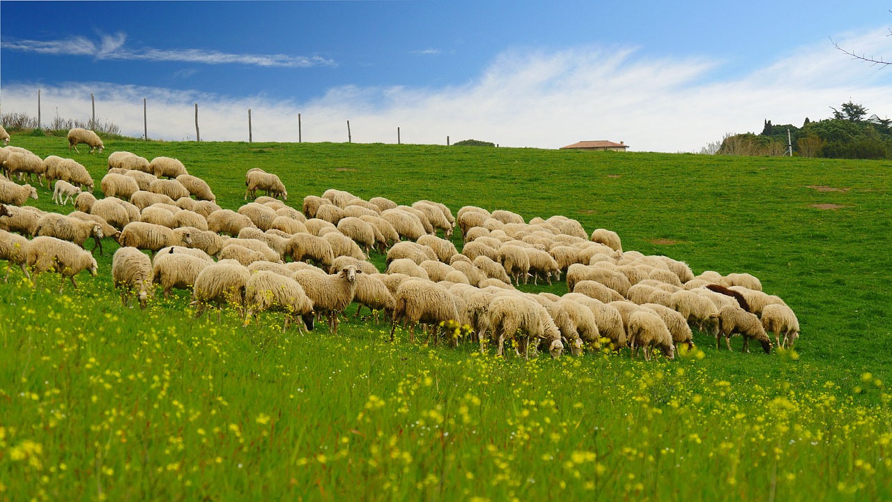 Image - the flock grass blue sky hillside