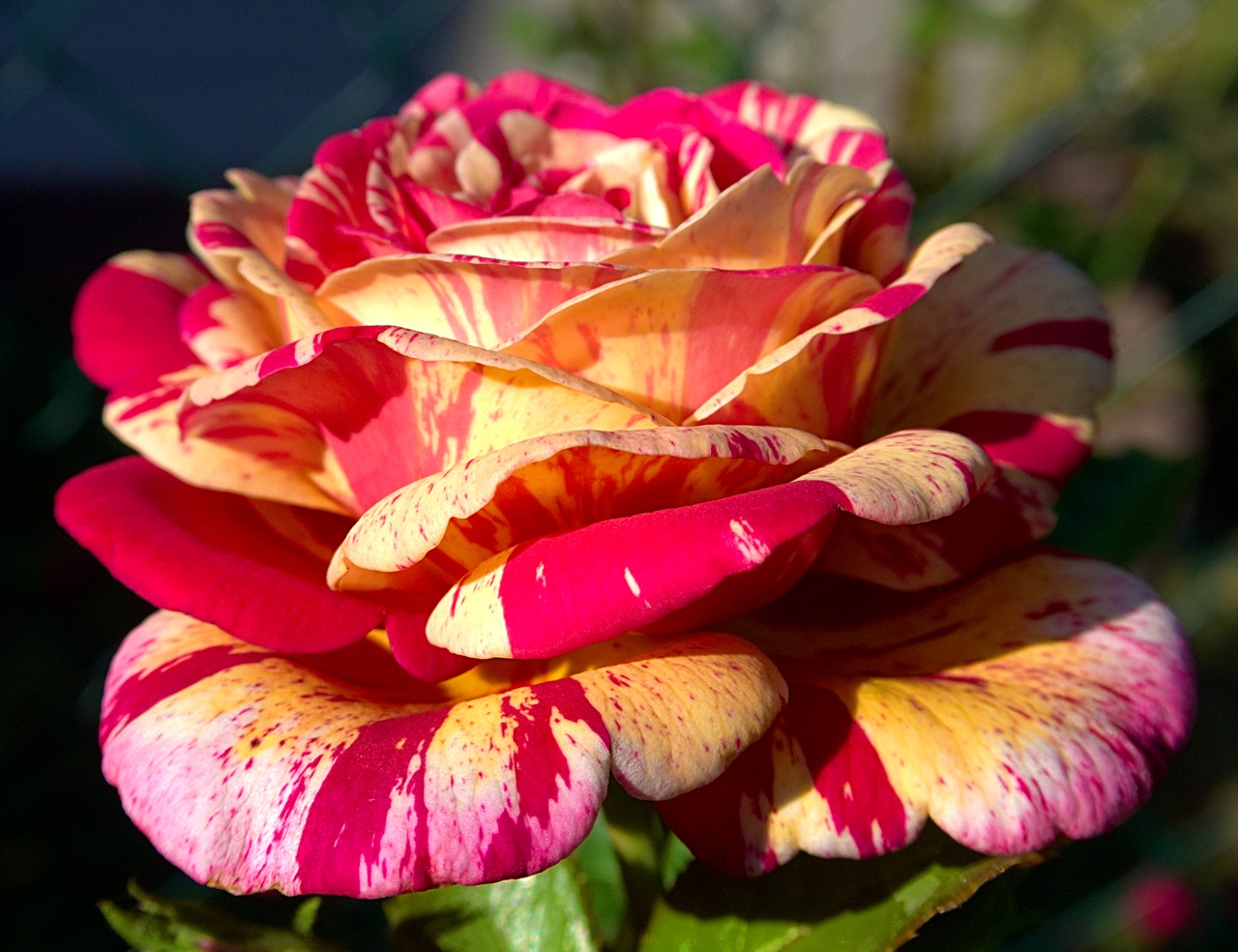 Image - rose macro close blossom bloom