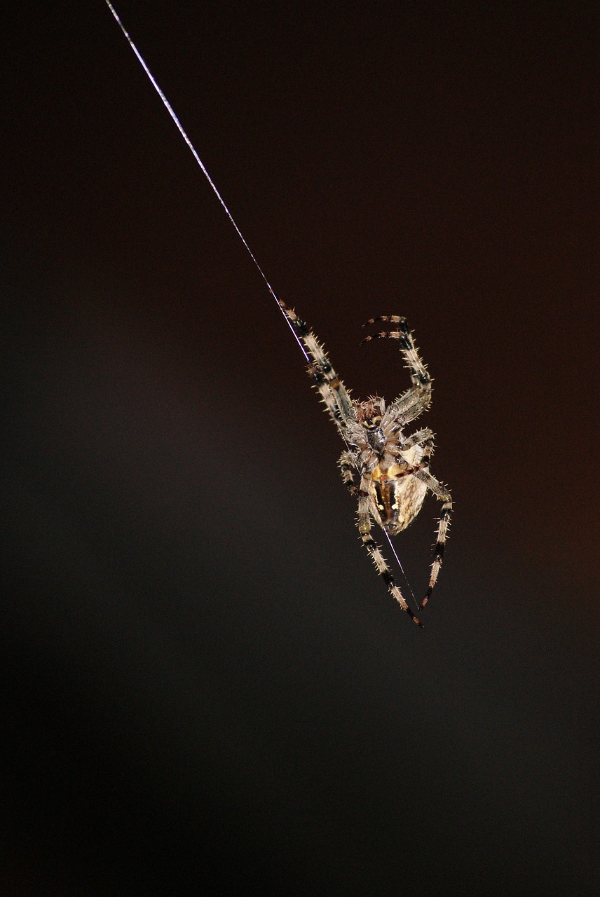 Image - spider araneus hotel cobweb dance