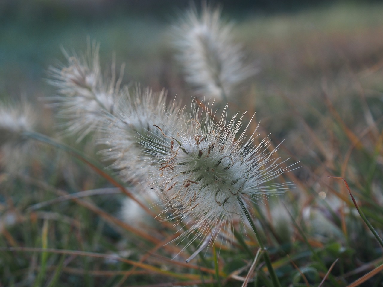 Image - grass wild weed plant brown seed