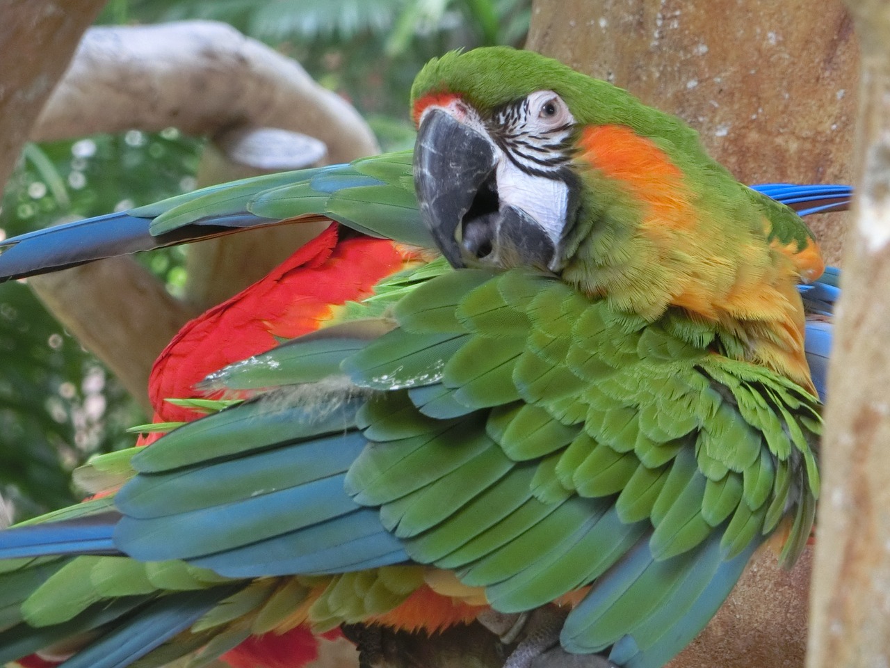 Image - macaw parrot singapore bird park