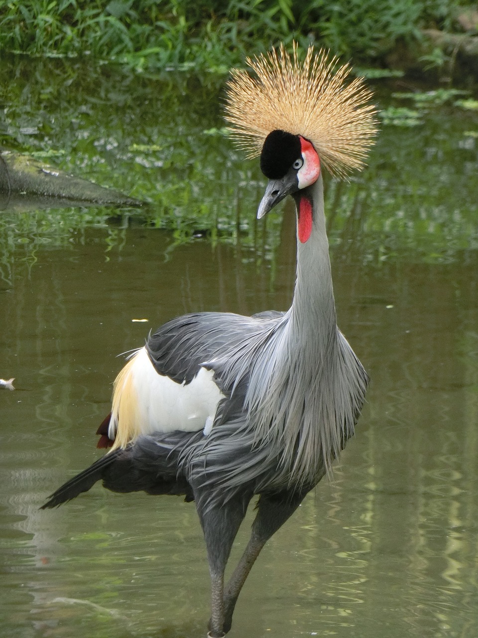 Image - grey crowned crane crane