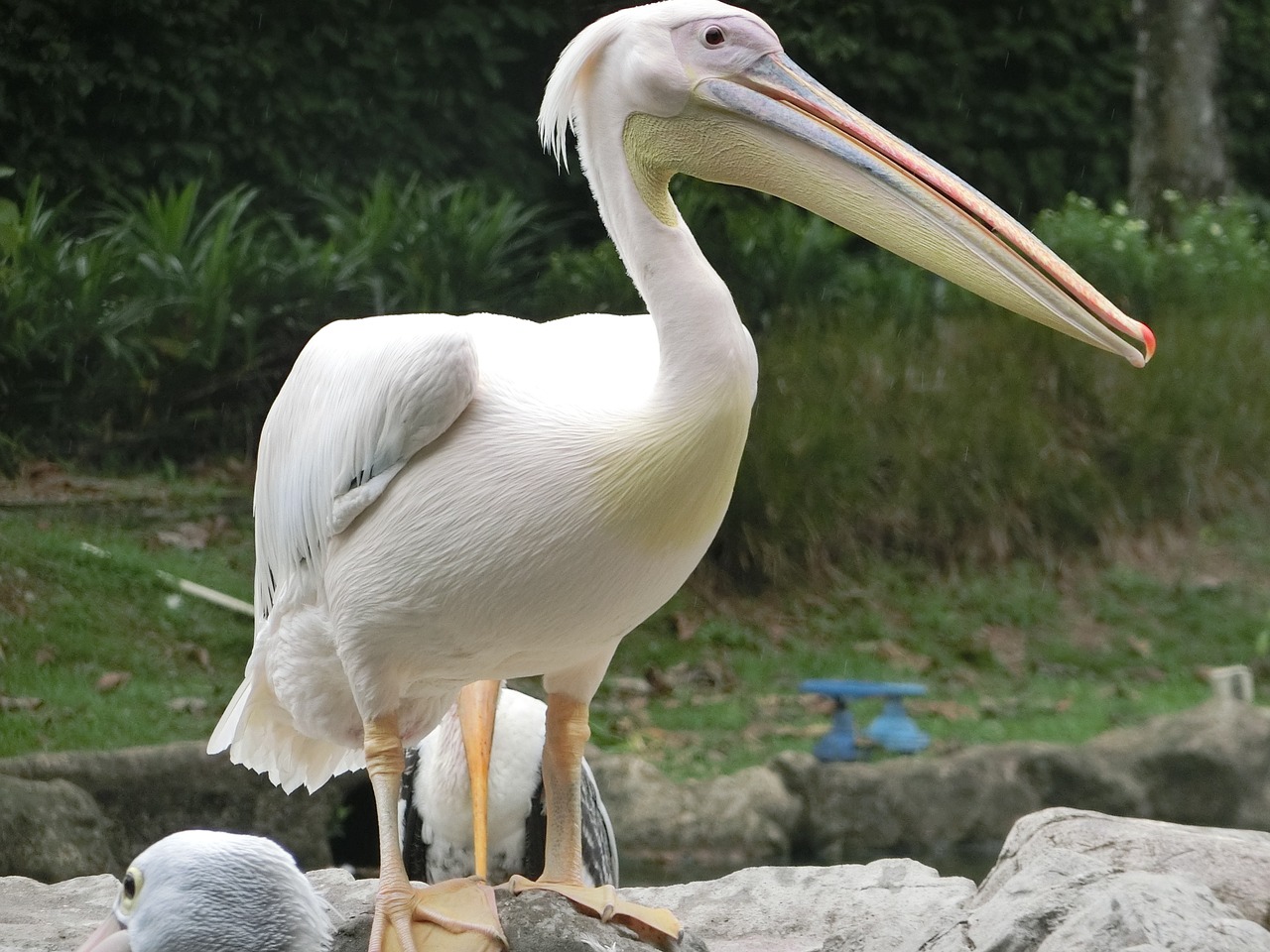 Image - pelican bird singapore bird park