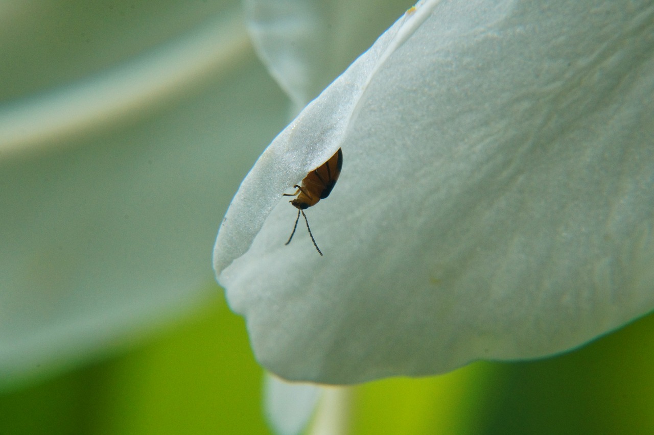 Image - macrophotography microphotographing
