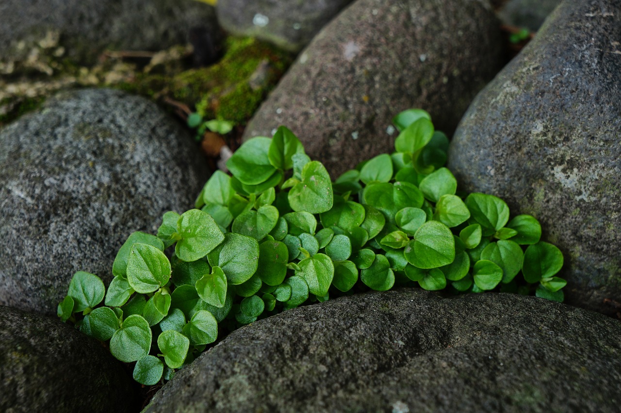 Image - nature leaves mint rocks stones