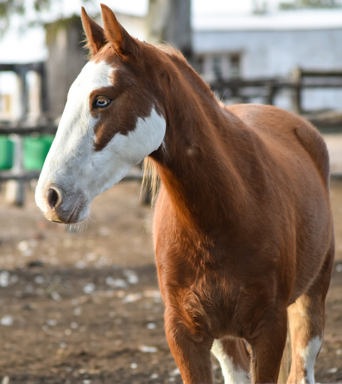 Image - horse animal mare colt