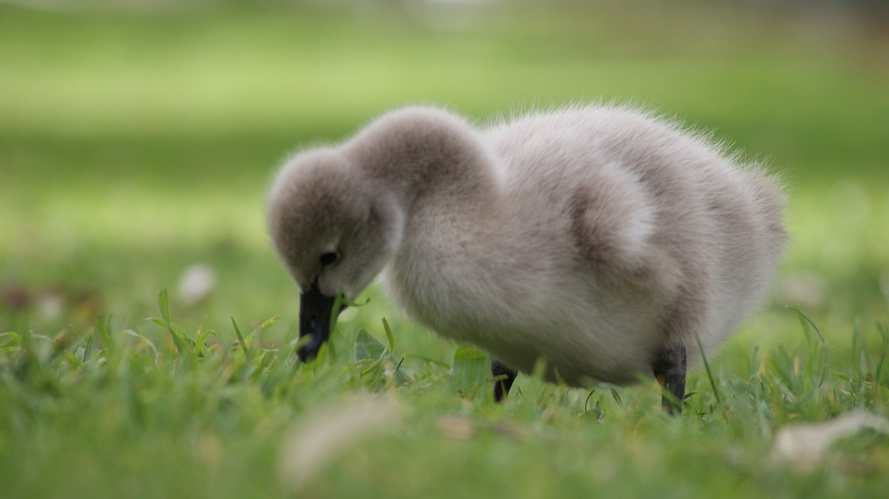 Image - gosling baby swan