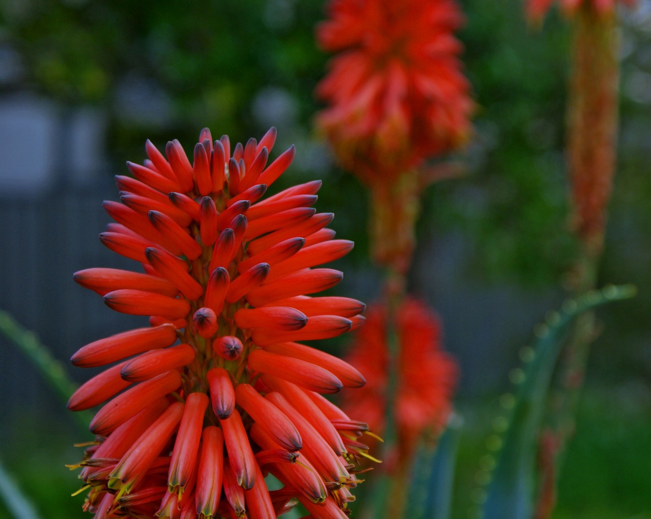 Image - native fauna flower