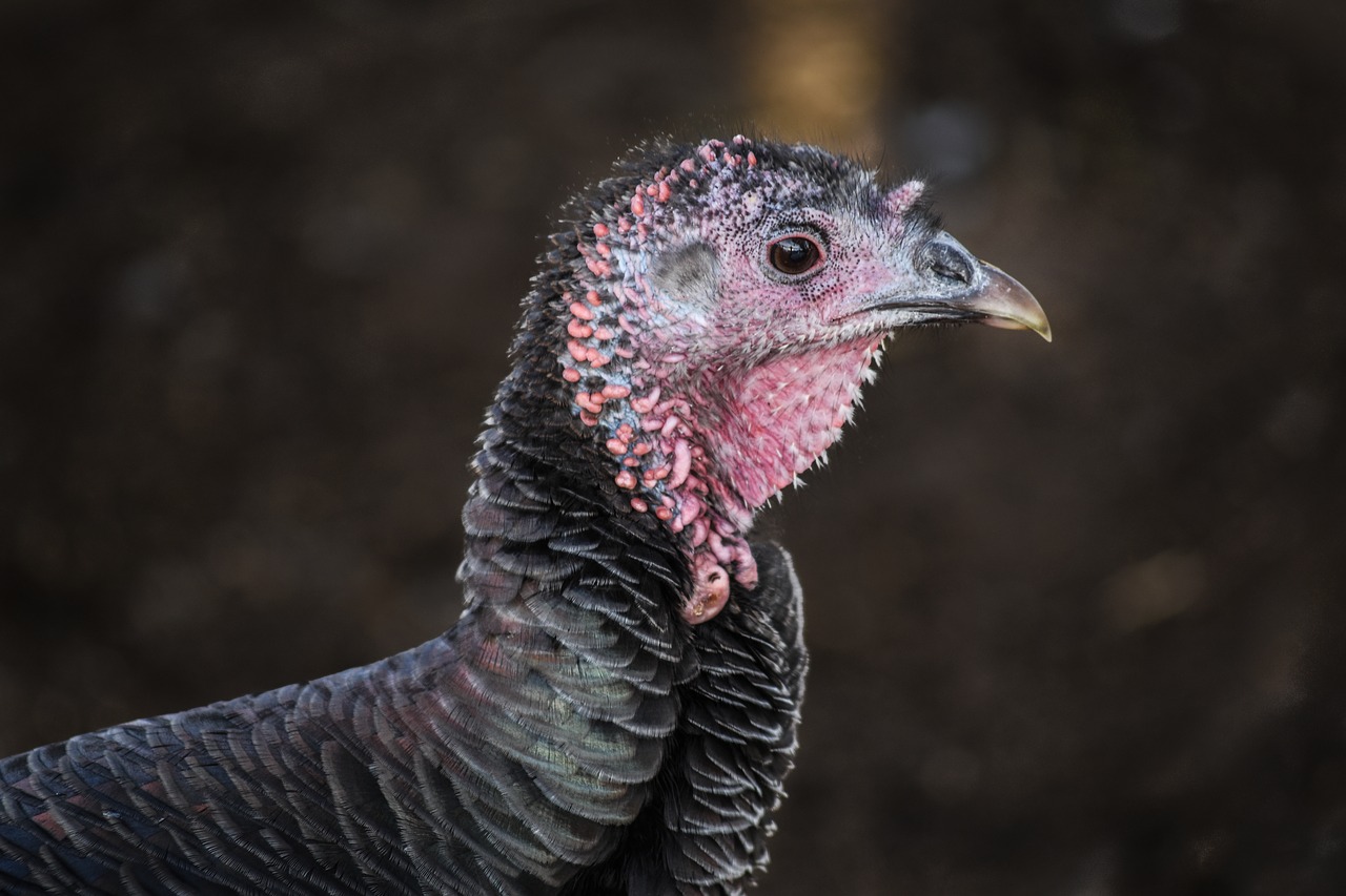 Image - turkey ave feathers fauna