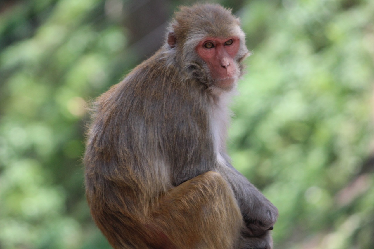 Image - monkey macaca himalayan monkey