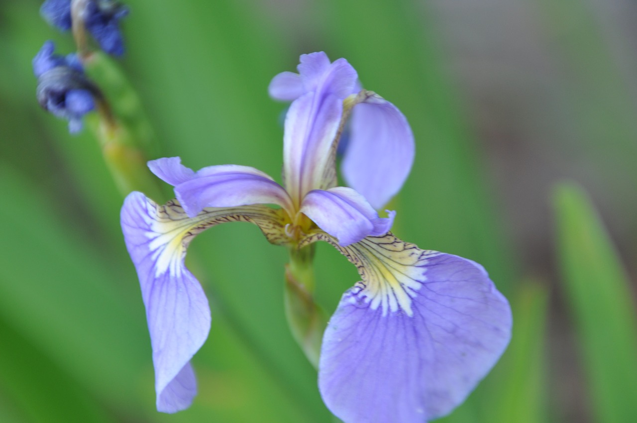 Image - iris flowers affix