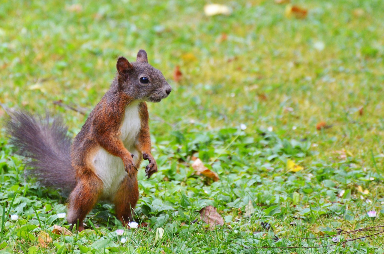 Image - squirrel nager rodent brown nut
