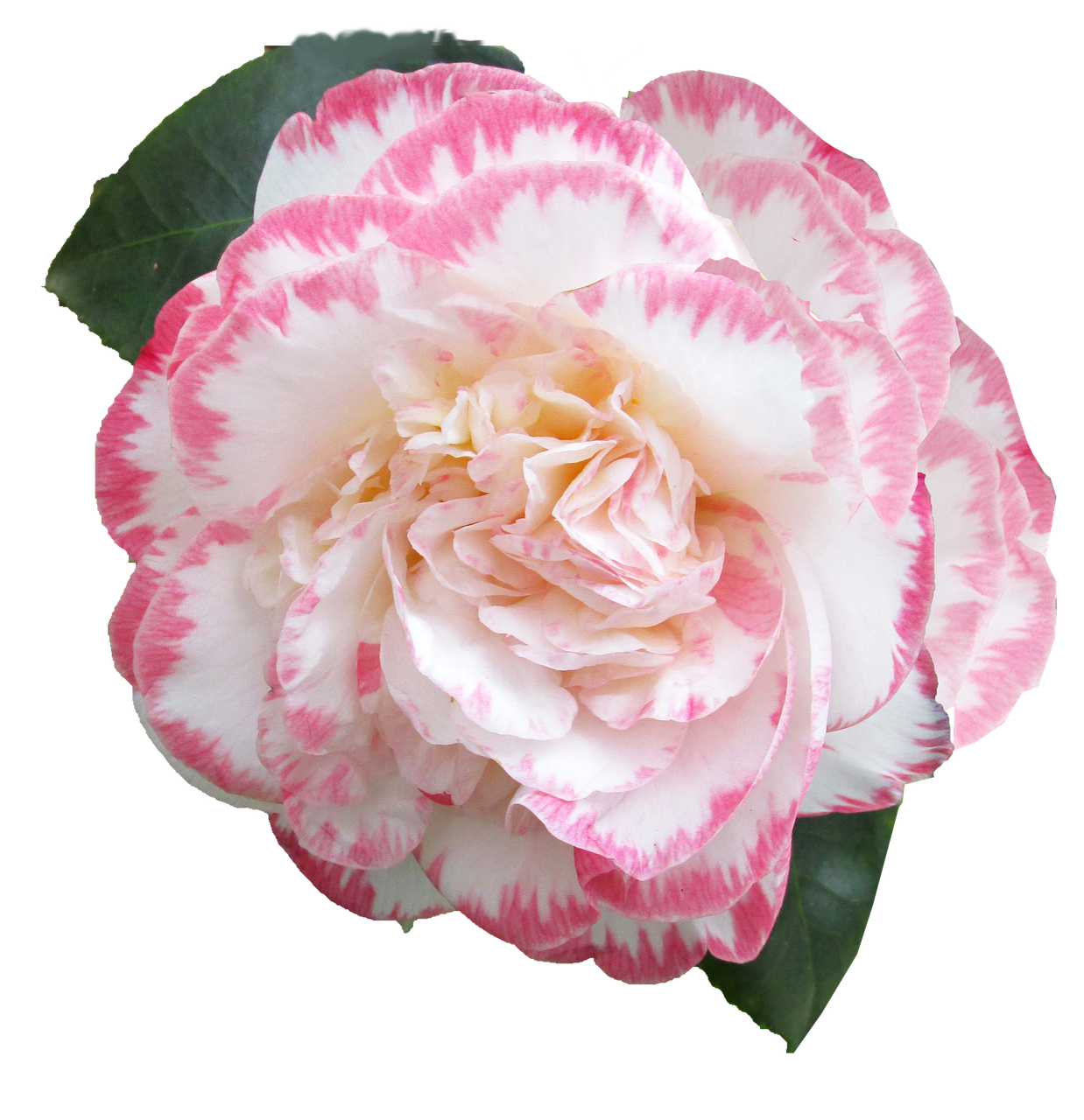 Image - flower camellia cut out