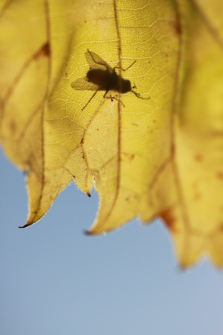 Image - leaves fly nature macro dry