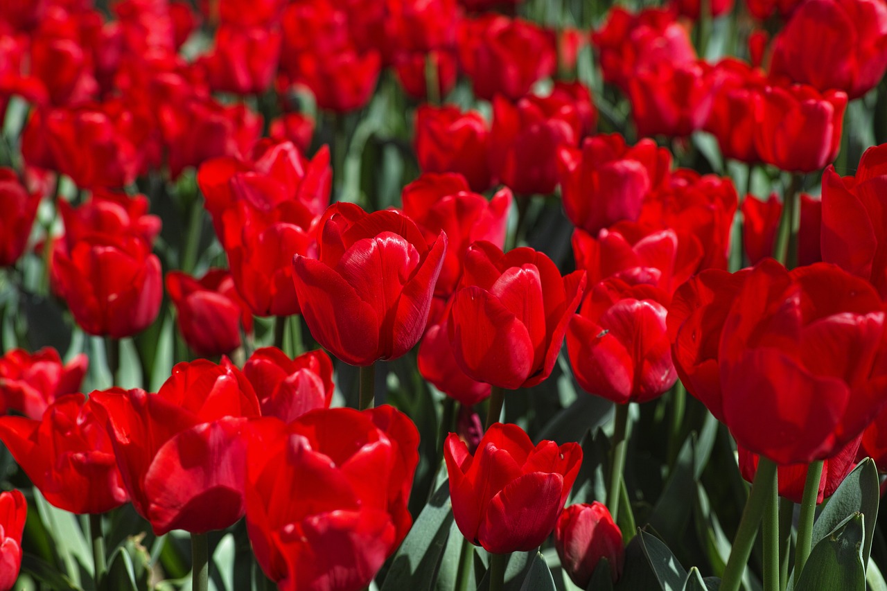 Image - tulips flower tulip festival