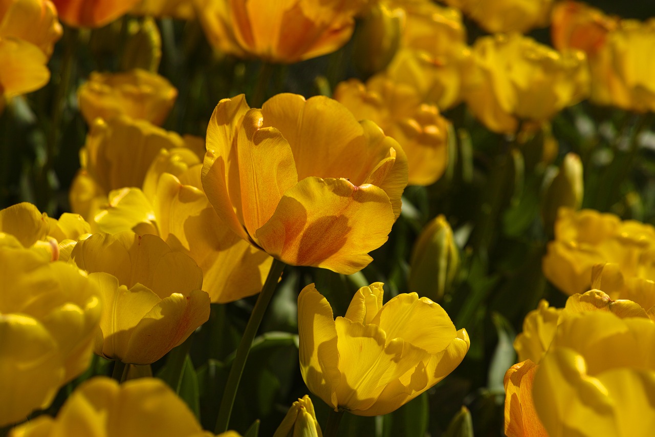 Image - tulips flower tulip festival