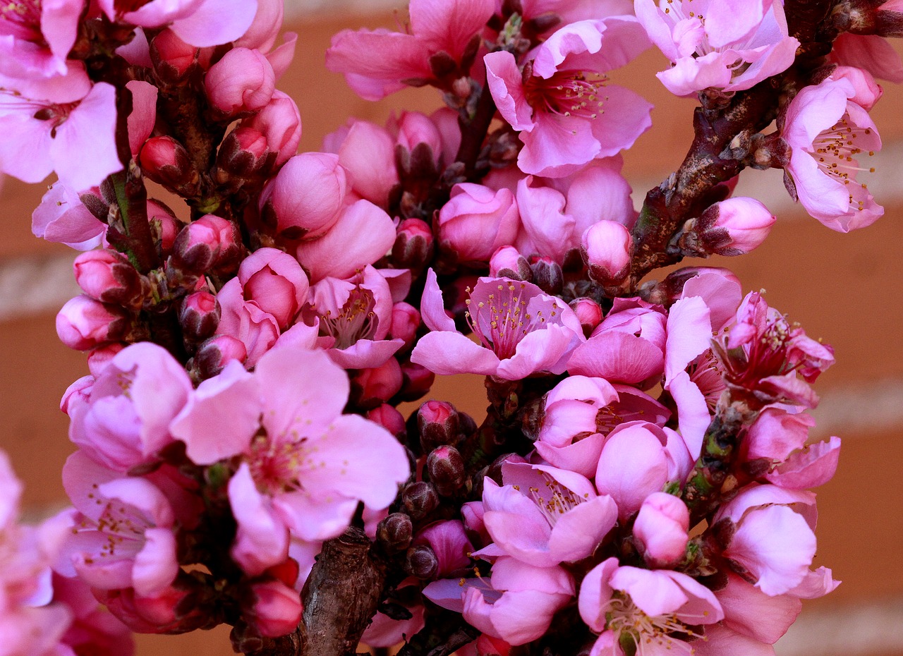 Image - plum blossom pink spring flower