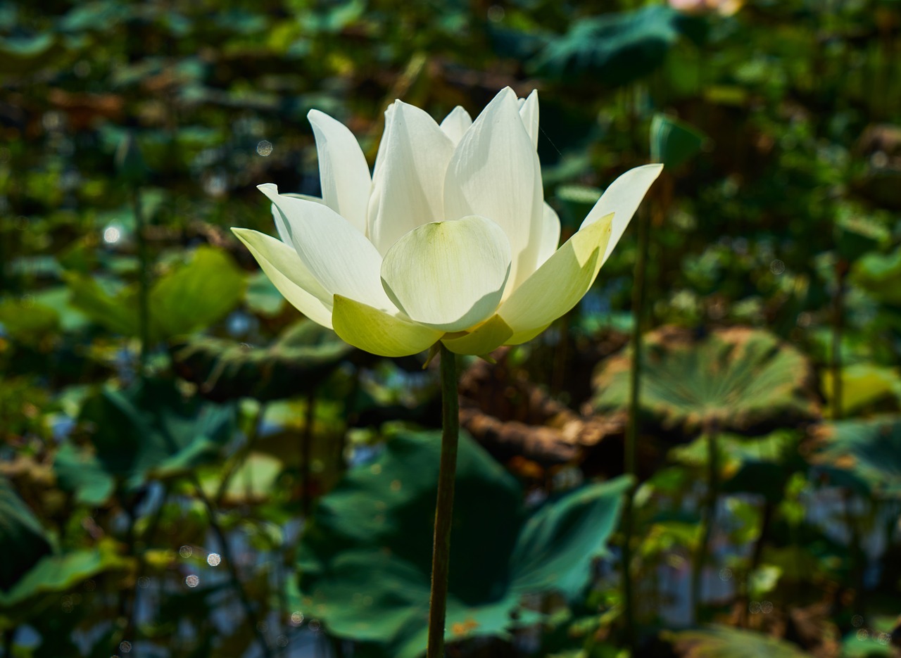 Image - flower lotus nature beauty
