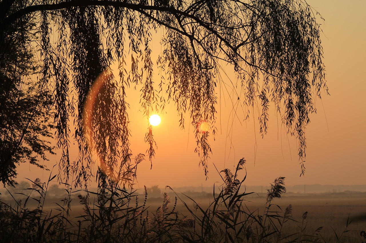 Image - sunrise willow aperture