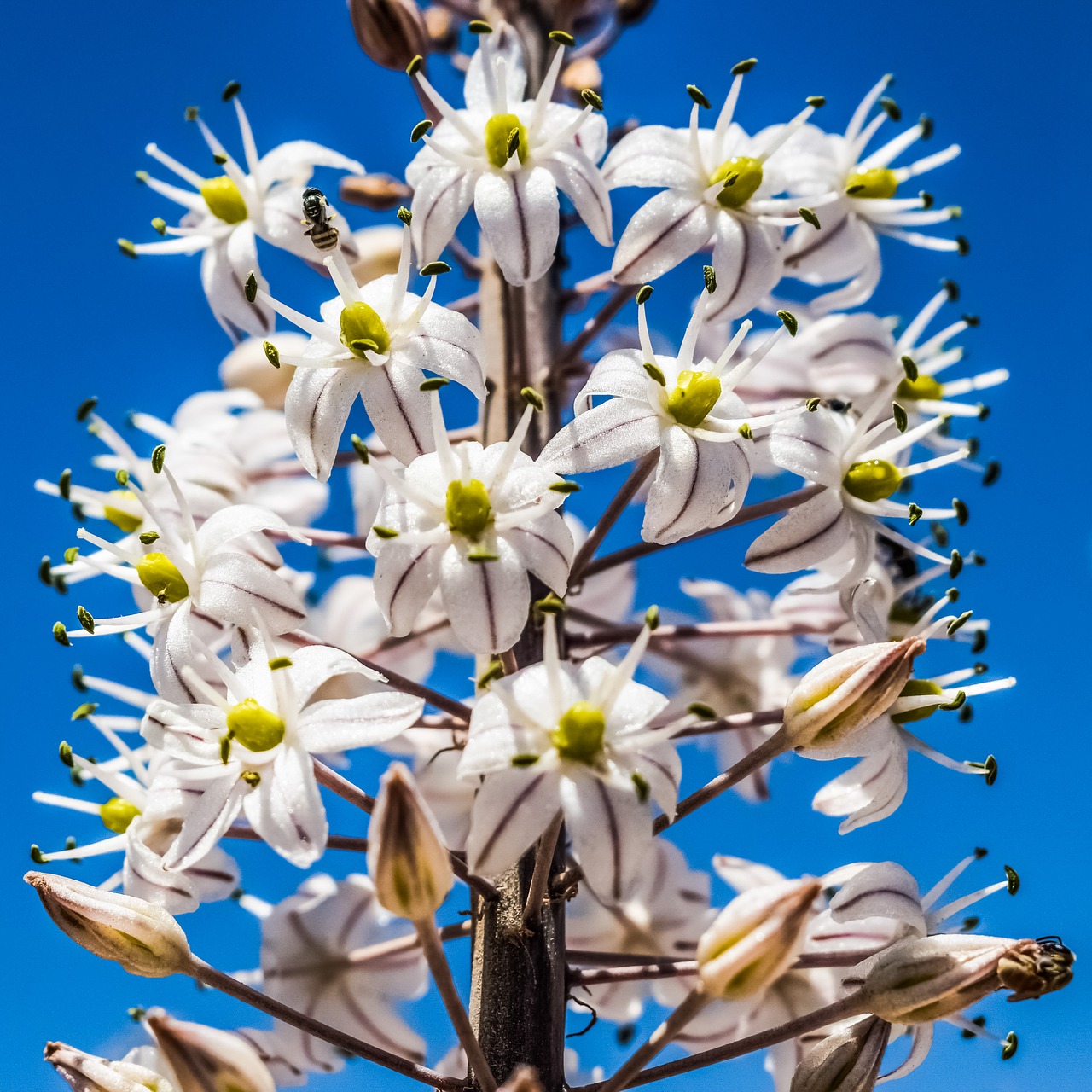 Image - flowers white stripes inflorescence