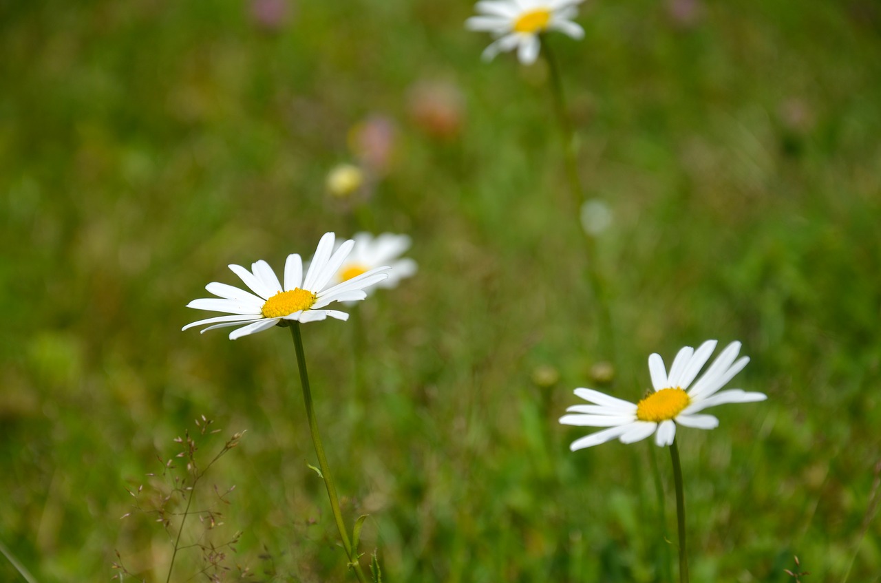 Image - flower keywords fotomontáž meadow